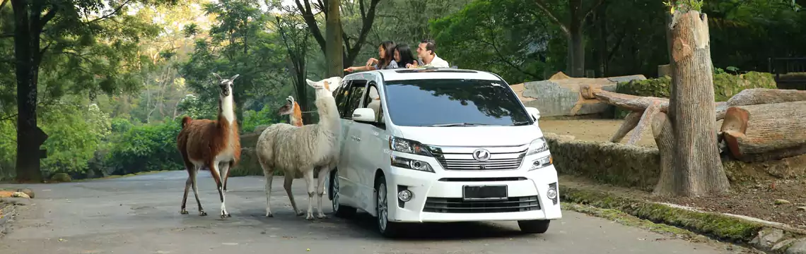 Taman Zebra: Tempat Bermain yang Mengajarkan Keselamatan di Jantung Kota Cilacap